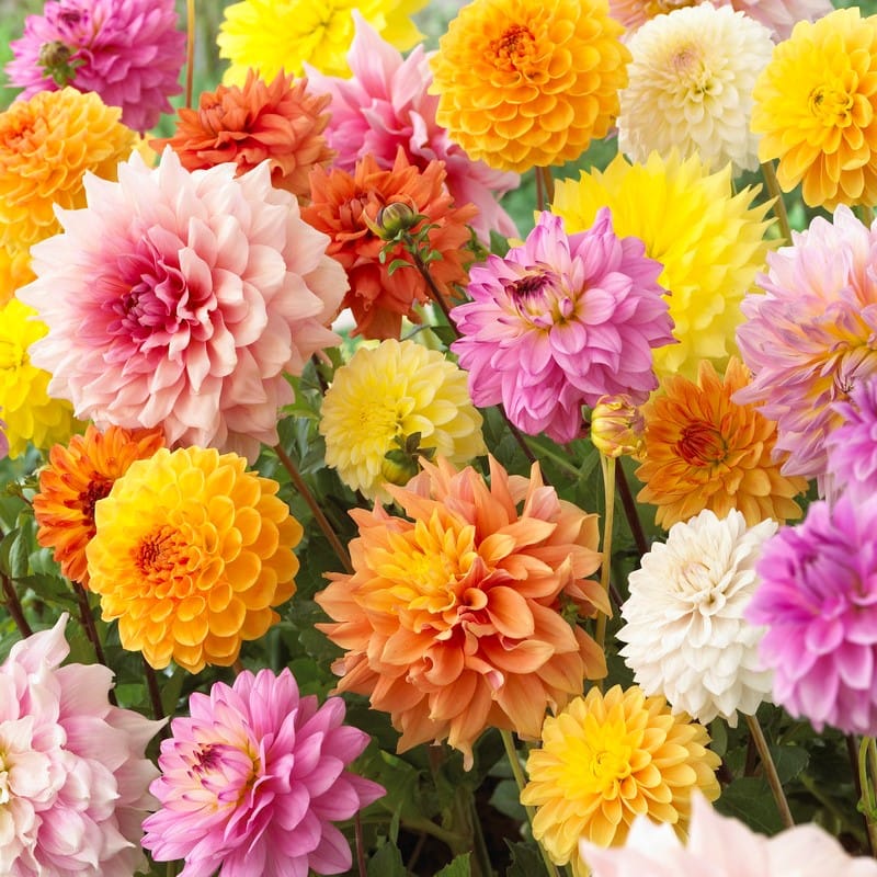 Assorted Pack of Dahlia