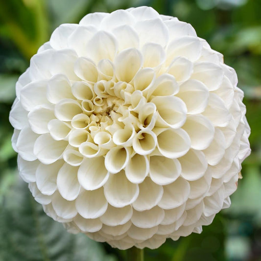 Petra's Wedding Dahlia