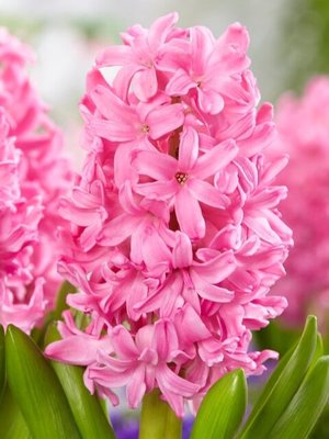 Hyacinth Mix