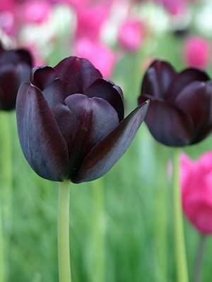 Tulip 'Queen of the Night'