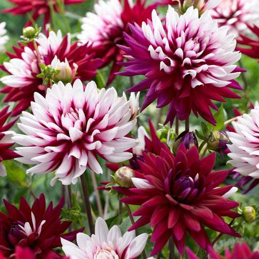 Rebecca's World Dahlia