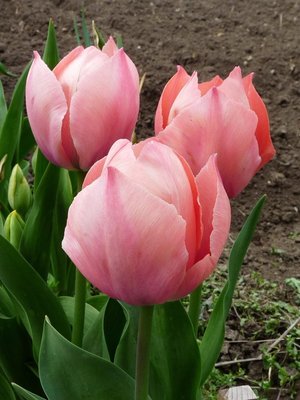 Tulip 'Salmon Van Ejk'