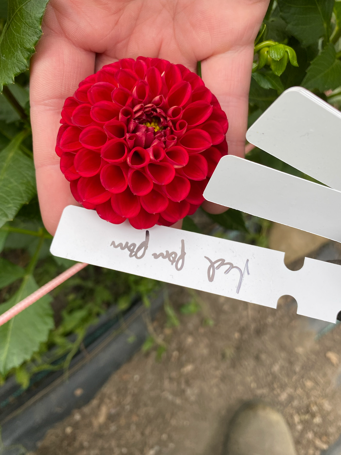 Red Pom Pom Dahlia