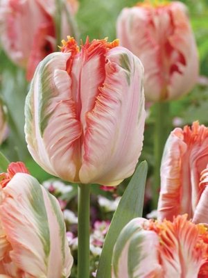 Tulip 'Apricot Parrot'