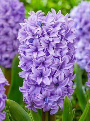 Hyacinth Mix