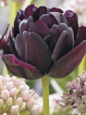 Tulip 'Black Hero'