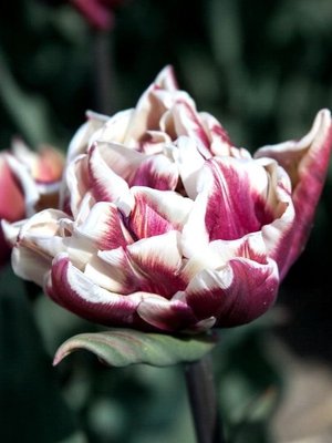 Tulip 'Wyndham'